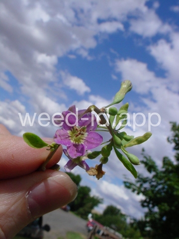 matrimonyvine
